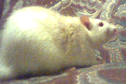 His fat adorable self